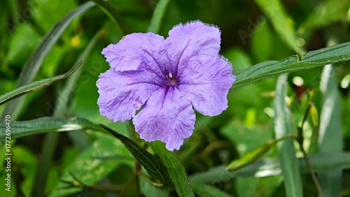 purple flower in the garden