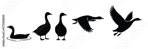 Silhouette illustration of geese in various poses including swimming and flying vector