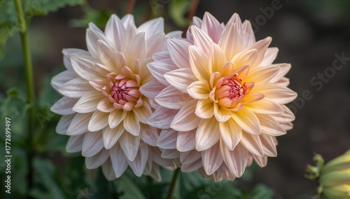 Decorative Dahlia Flowers with Bloomed Fimbriated Petals 'Hapet Champagne'