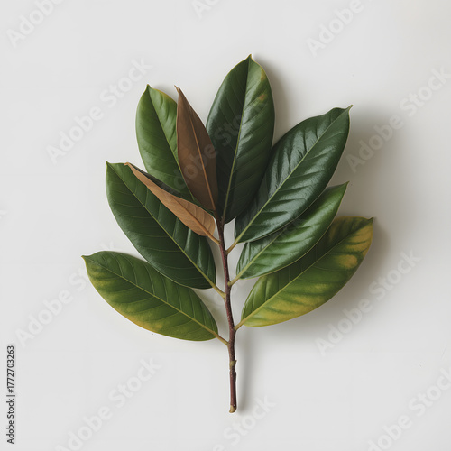 A single branch with dark green leaves against a plain background