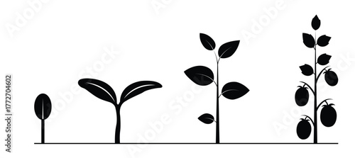 Plant growth stages silhouette  seed to fruit-bearing plant evolution concept illustration