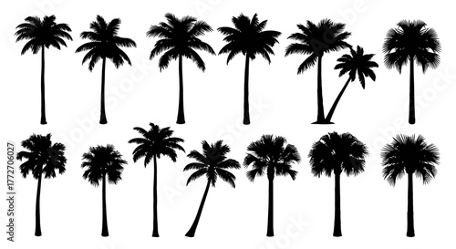 Silhouettes of various palm trees are arranged in rows to create an exotic, tropical aesthetic.