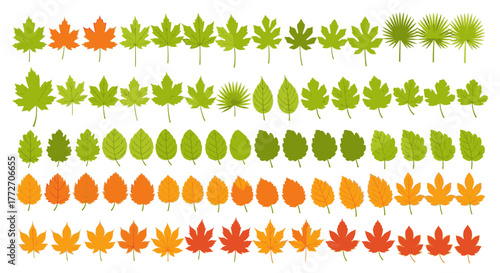 Different types of leaves are displayed in rows showing a variety of shapes and colors, evoking the.