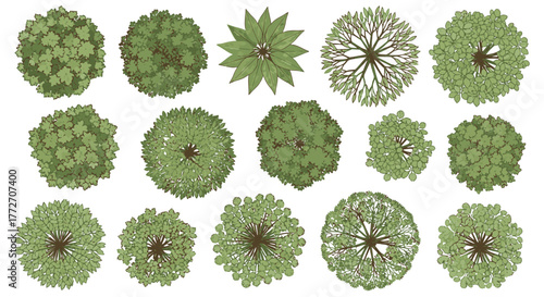 Overhead view of various trees with different shapes and foliage types arranged on a white surface.