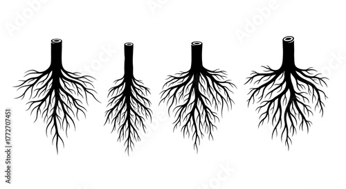Four root systems are displayed in a repeating pattern against a white field, showing the complexity.