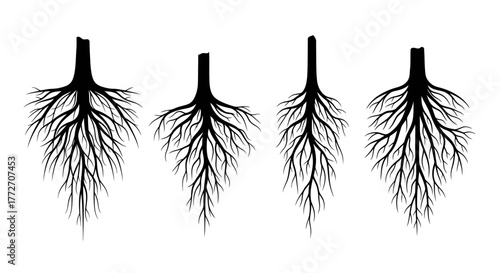 Silhouetted root systems of different plants are shown against a plain white surface.