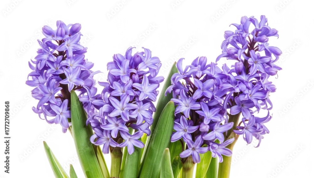 Obraz premium Vibrant hyacinth blooms against a white backdrop, ideal for floral design applications