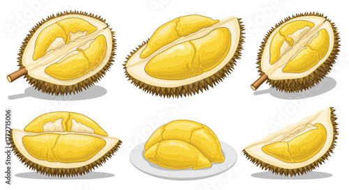 Various illustrations of tropical durian fruit, some opened to reveal the creamy yellow flesh, with prepared segments neatly arranged on a white plate.