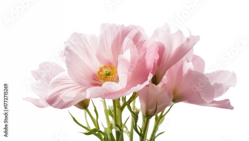 Beautiful eustoma flowers against a white backdrop, suitable for editorial design