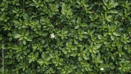 Wallpaper Mural The fragrant ginger herb thrives with lush foliage Torontodigital.ca