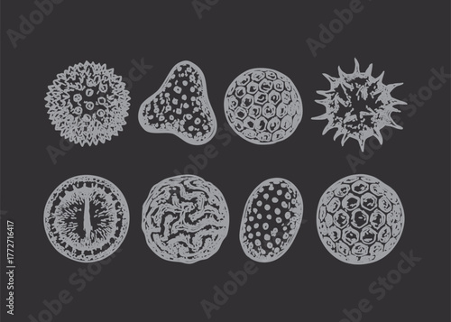 Collection of diverse pollen grains shown in a scientific illustration style