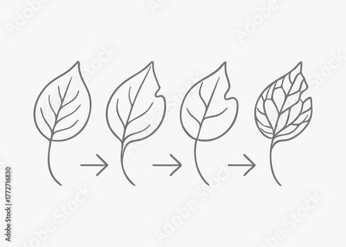 Illustration of a leafs growth and decay process