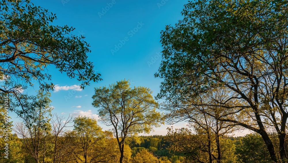 Fototapeta premium A clear sunny day with lush green trees and a bright blue sky