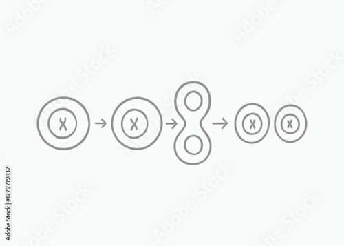 Cell division diagram showing one cell splitting into two