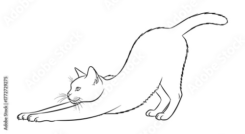 Vector of a cat stretching, elegant line art style, minimal composition