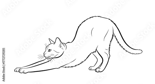 Vector of a cat stretching, elegant line art style, minimal composition