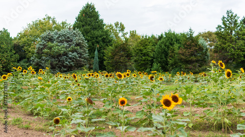 夏の青空の下に咲くひまわり畑の風景