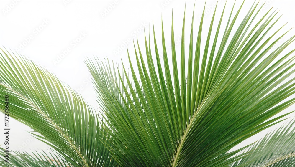 Fototapeta premium Photograph of tropical palm fronds against a plain white background