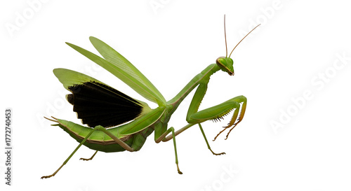 Praying mantis insect isolated transparent background