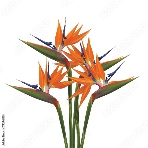 a group of bird of paradise flowers with vivid orange and sapphire petals