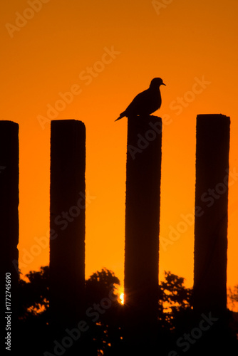 Dove Silhouette at Sunset in San Miguel de Tucumán