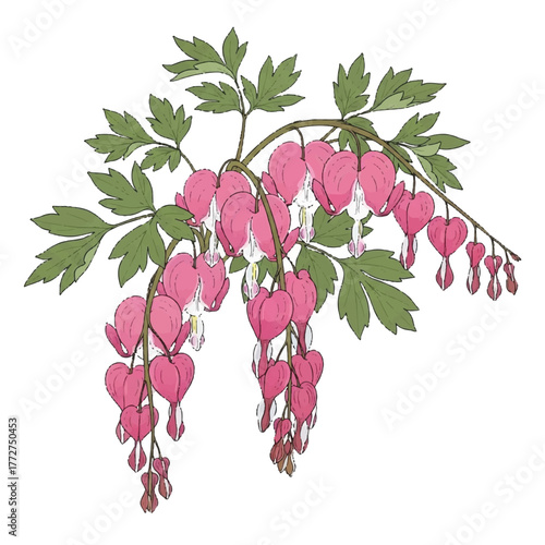 multiple stems of bleeding hearts featuring delicate hanging pink flowers