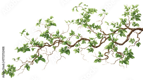 Tangled Woody Vine Climbing Among Trees Vector
