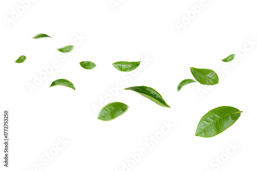 Green Leaves Floating Isolated on Transparent Background png