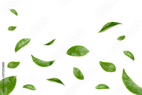 Green Leaves Floating Isolated on Transparent Background png
