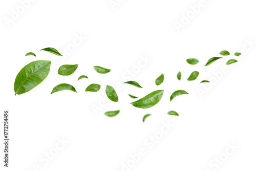 Green Leaves Floating Isolated on Transparent Background png