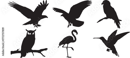 Collection of various flying birds vector graphics with diverse species and dynamic poses for nature designs