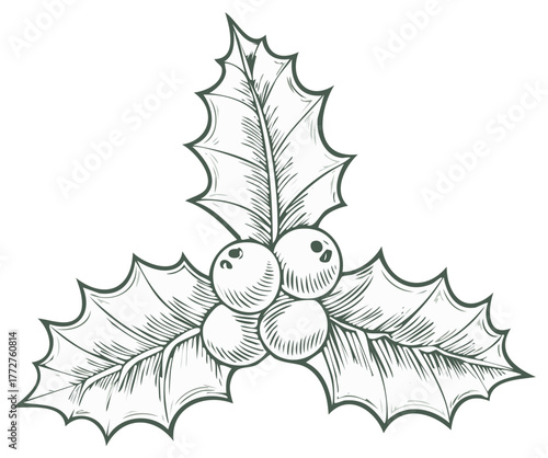Holly Berries and Leaves Engraved Illustration, Botanical Christmas Decoration, Winter Foliage Art Print