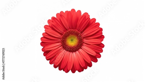 Scarlet blossom against a p...