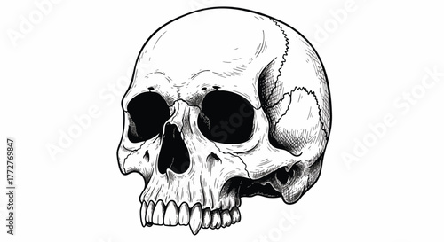 Creepy human skull illustration with vampire fangs, rendered in an antique engraved style