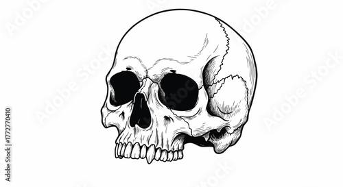 Detailed black and white line art illustration of a human skull