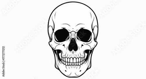 Detailed vector illustration of a human skull from a front view on a clean white background
