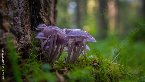 Delicate tiny purple mushro...