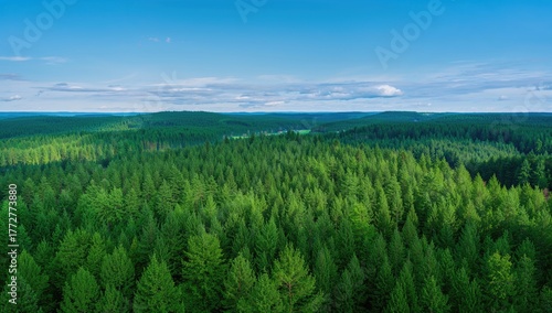 Lush woodland from above, s...