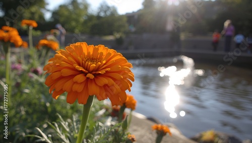 Flower Calendula in a Garde...