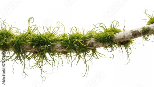 Lush green moss covering da...