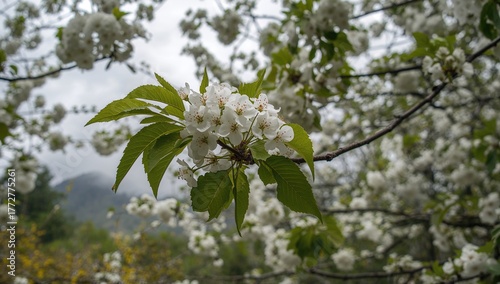 Delicate white blossoms on ...