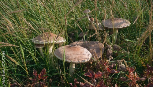 Fungi Concealed Among Fall ...
