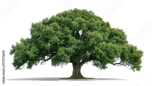 Illustration of a lone tree...