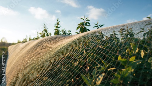 Fruit grove shielded by hai...