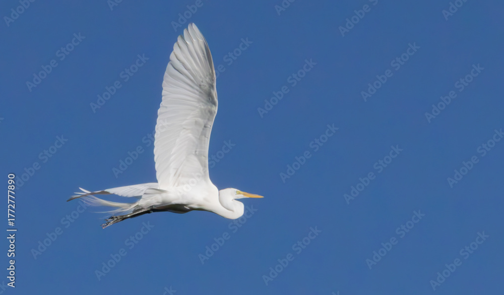 Fototapeta premium Great Heron in nature