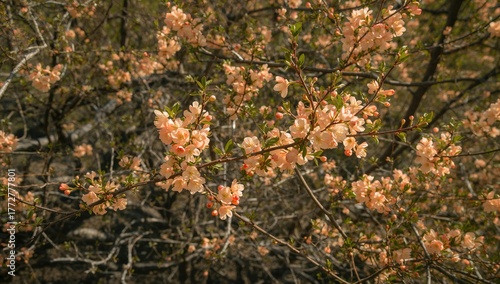 Delicate orange blossoms gr...