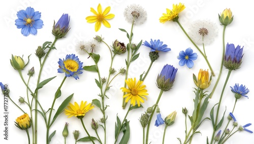 Blue and yellow spring bloo...