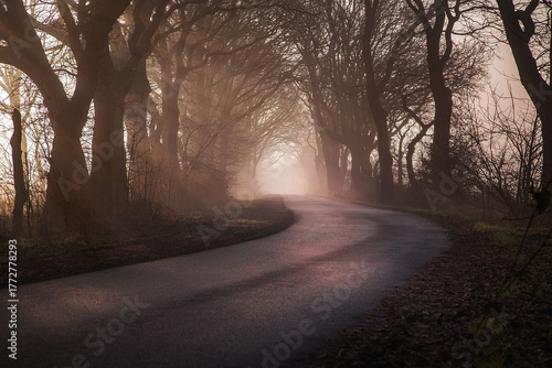 Photography Mystical winding road through foggy forest at dawn: Dark silhouettes of trees li