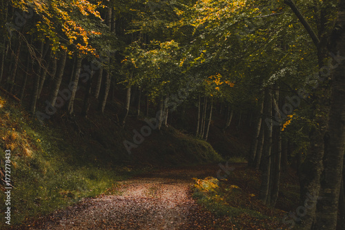 Autumn in the forest