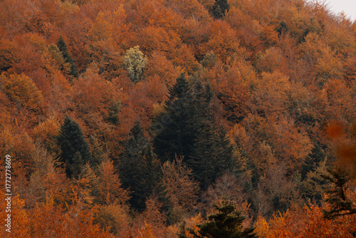 Autumn in the forest